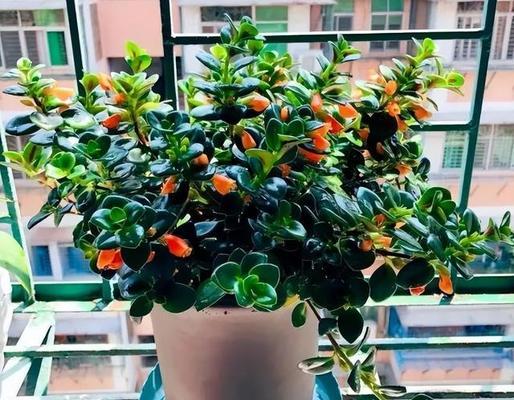 广东朝北阳台适合种什么花？有哪些花卉推荐？