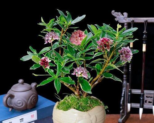 广东冬天适合养什么花？有哪些花卉推荐？