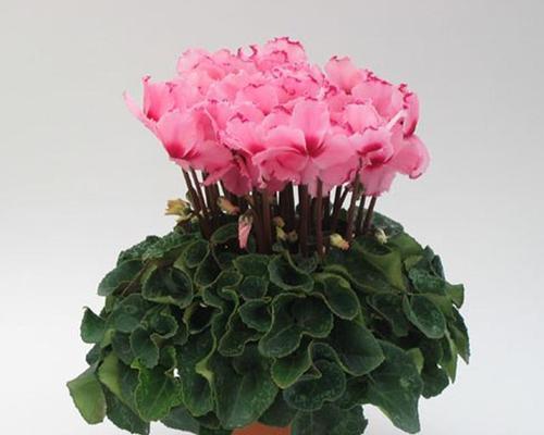 广东冬天适合养什么花？有哪些花卉推荐？