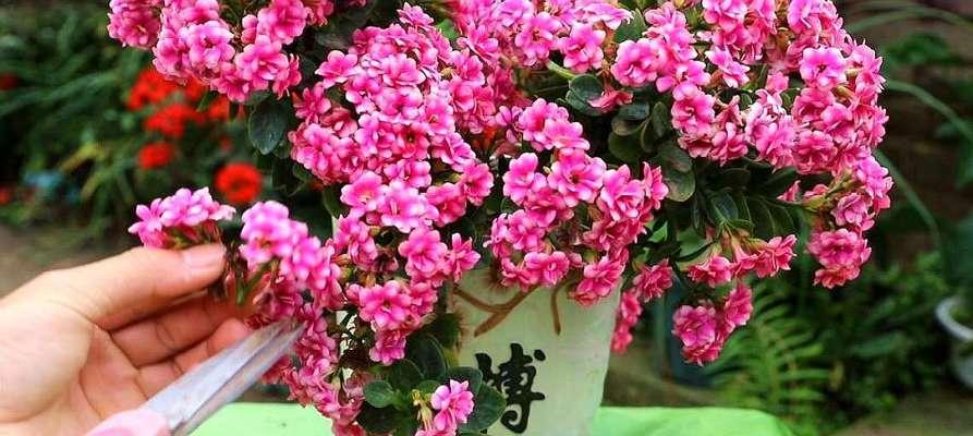 广东冬天适合养什么花？有哪些花卉推荐？
