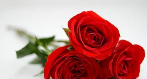 玫瑰花颜色代表什么意思？各种颜色玫瑰花的含义是什么？