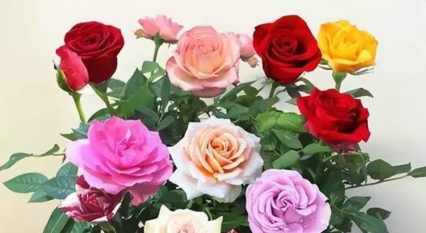 玫瑰花颜色代表什么意思？各种颜色玫瑰花的含义是什么？