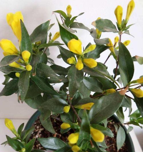 广东冬天适合种什么花？有哪些花卉推荐？