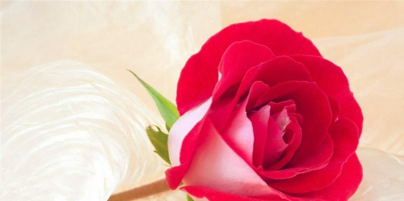 玫瑰花代表什么意思？不同颜色玫瑰花的含义是什么？