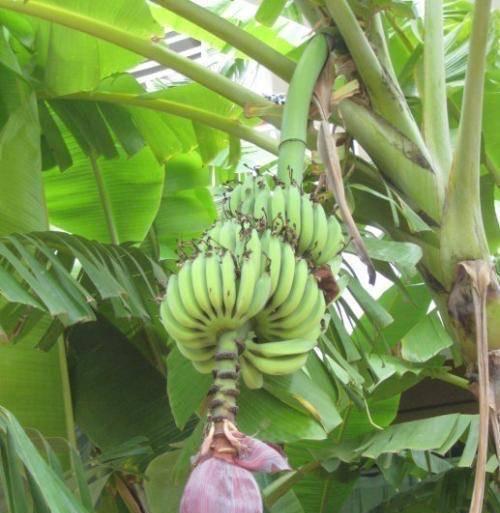 广东香蕉产地在哪里？香蕉种植的地理环境是什么？