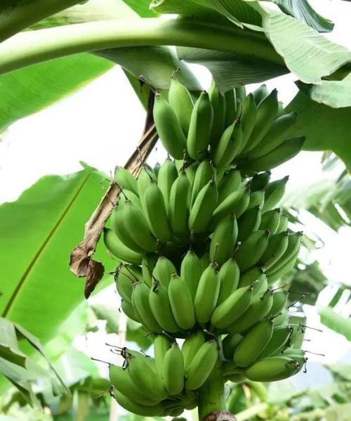 广东香蕉产地在哪里？香蕉种植的地理环境是什么？