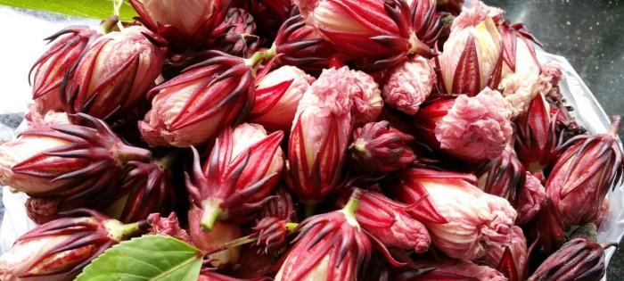 玫瑰茄的传说是什么？玫瑰茄花语代表了什么含义？