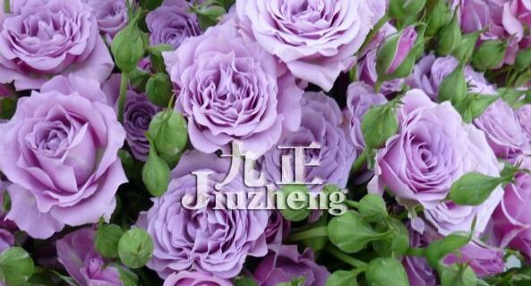 玫瑰数量代表的花语是什么？不同数量的玫瑰分别意味着什么？