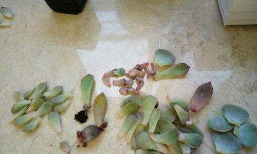 广寒宫植物叶子发黄烂掉怎么处理？