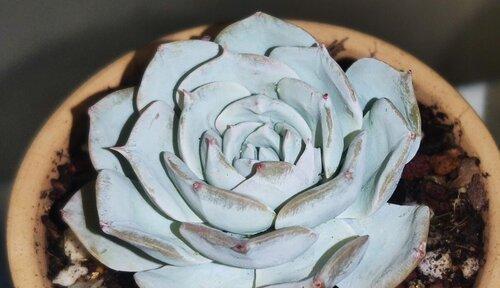 广寒宫植物叶子发黄烂掉怎么处理？