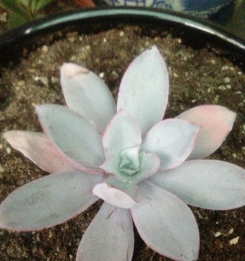 广寒宫植物叶子发黄烂掉怎么处理？
