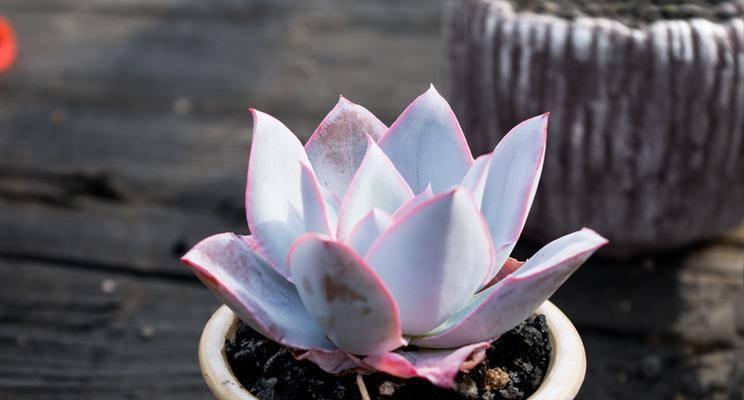 广寒宫叶子变软怎么办？如何有效处理植物叶子软化问题？
