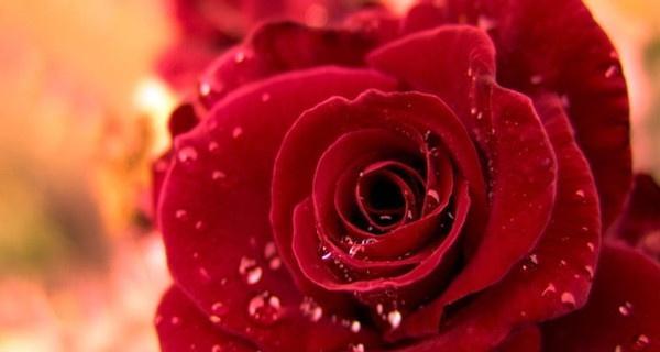 玫瑰颜色代表什么意思？不同颜色玫瑰的花语有哪些？
