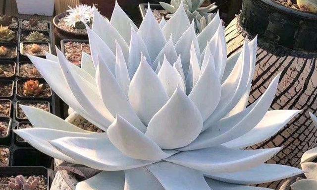 广寒宫种植时选择大盆还是小盆好？哪种更适合？