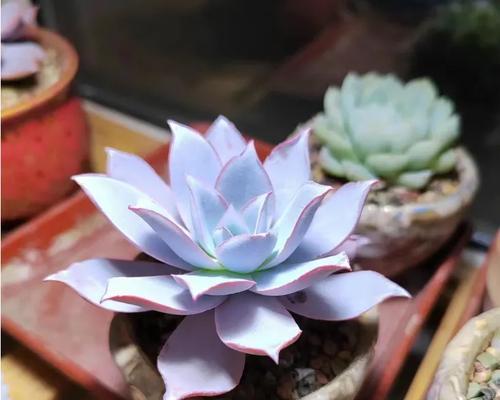 广寒宫种植时选择大盆还是小盆好？哪种更适合？