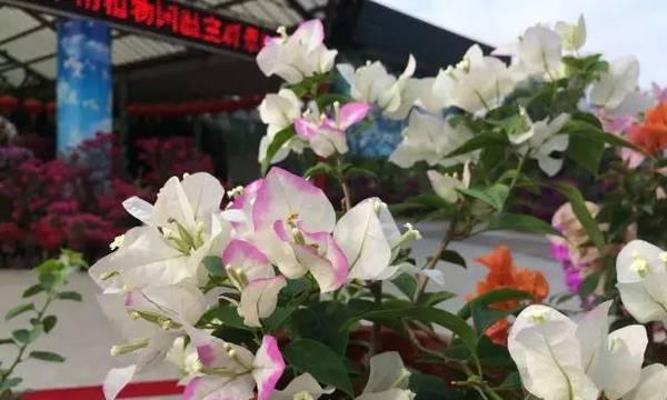 广红樱三角梅勤花吗？如何确保其持续开花？