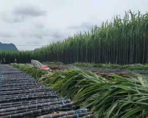 广西甘蔗产地在哪里？甘蔗种植区域分布解析？