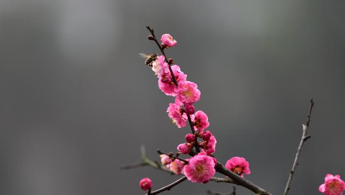 梅花代表了什么？梅花的含义及寓意有哪些？