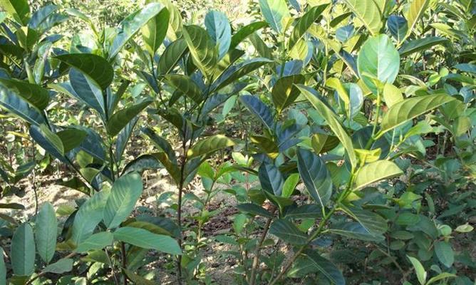 广西适合种植菠萝蜜吗？种植菠萝蜜需要注意什么？