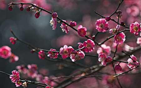 梅花的花语是什么意思？梅花象征着什么？
