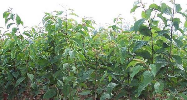 广西适合种植车厘子树吗？种植条件和注意事项是什么？