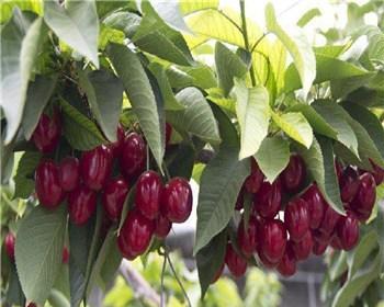 广西适合种植车厘子树吗？种植条件和注意事项是什么？
