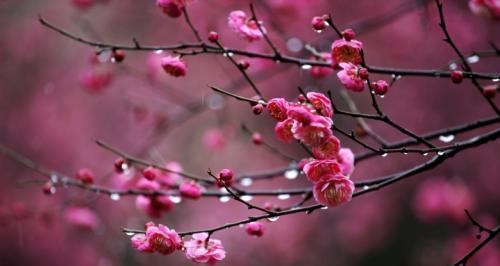 梅花象征着什么？梅花的寓意和文化意义是什么？