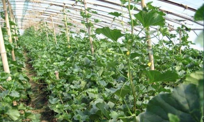 广西适合种植哈密瓜吗？种植哈密瓜的条件是什么？