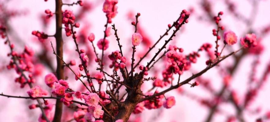 梅花的花语象征意义是什么？梅花代表了哪些文化内涵？