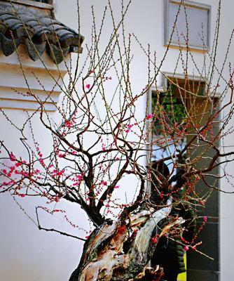梅花的花语象征意义是什么？梅花代表了哪些文化内涵？