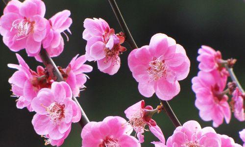 梅花是什么意思？梅花的象征意义和文化价值是什么？