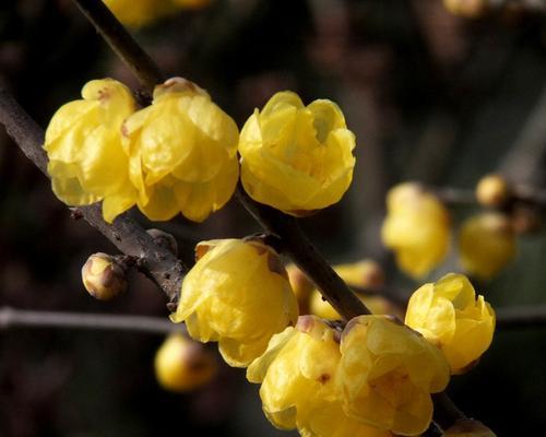 梅花是什么意思？梅花的象征意义和文化价值是什么？