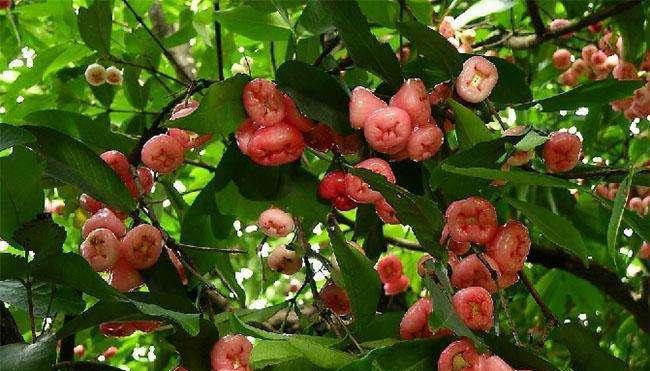 广西适合种植莲雾吗？种植莲雾需要注意什么？
