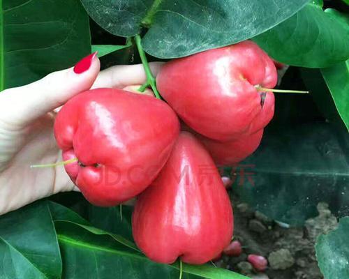 广西适合种植莲雾吗？种植莲雾需要注意什么？