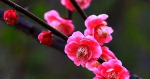 梅花象征什么品质？梅花的寓意和象征意义是什么？