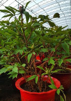 广西可以种牡丹花吗？种植条件和注意事项是什么？