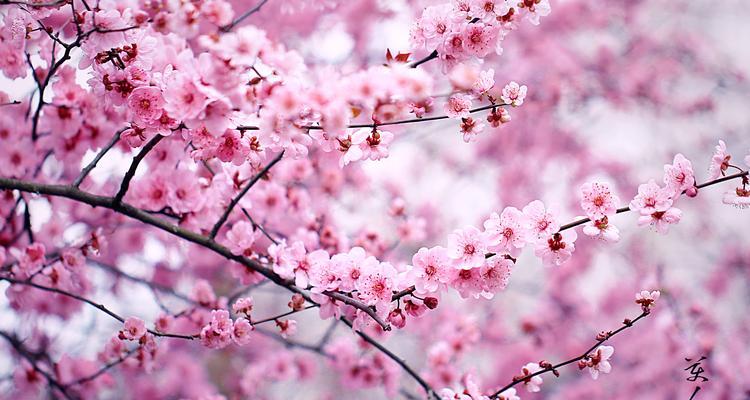 美人梅的花语是什么？了解美人梅的象征意义和文化内涵？