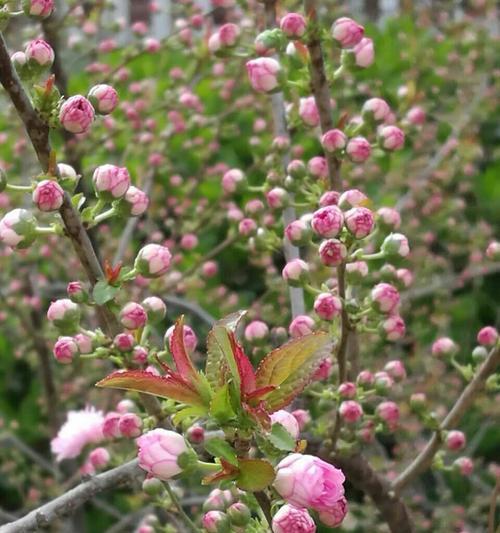 美人梅花语是什么？如何理解梅花的深层含义？