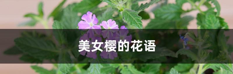 美人樱的花语是什么？如何用美人樱表达情感？