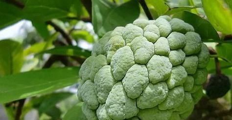 广西适合种植释迦果吗？种植释迦果的条件是什么？