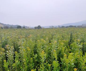 广西适合种植杨梅吗？种植杨梅需要注意什么？