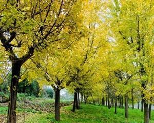广西适合种植银杏树吗？种植银杏树需要注意什么？