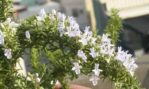 迷迭香花语是什么？如何用迷迭香表达爱意？