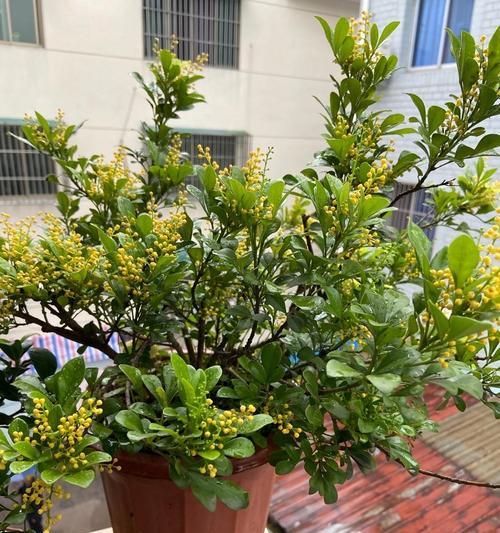 米兰花的花语是什么？花语背后的传说有哪些？