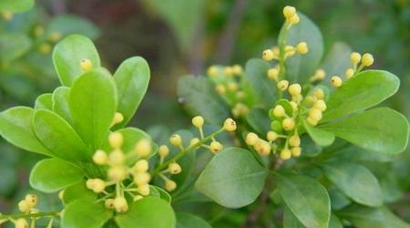 米兰花的花语是什么？花语背后的传说有哪些？