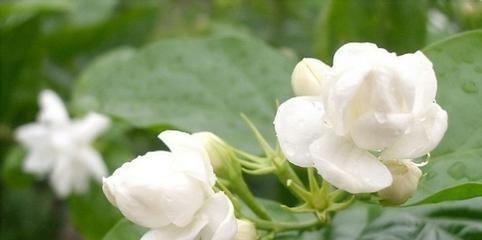 茉莉花语是什么意思？如何理解茉莉的寓意？