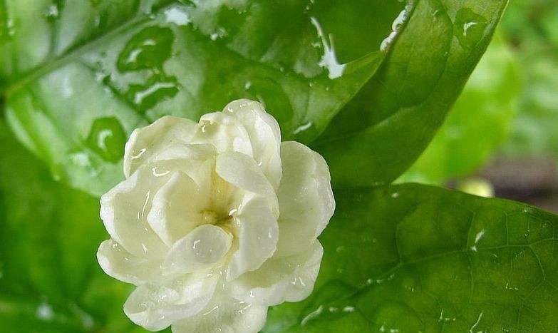 茉莉花的寓意是什么？茉莉象征着什么含义？