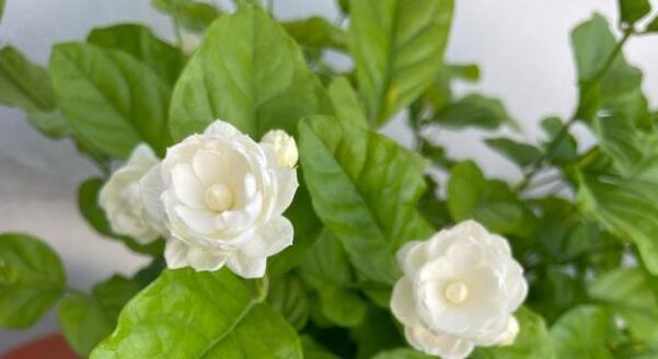 茉莉花的寓意是什么？茉莉象征着什么含义？