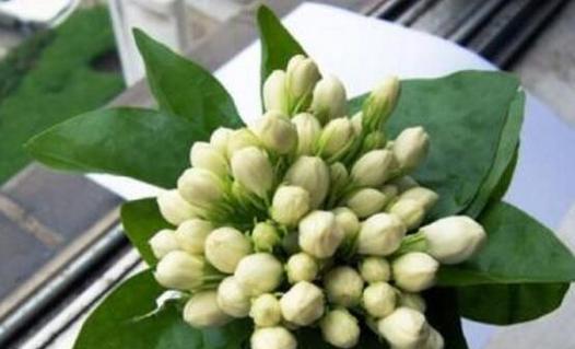 茉莉花的寓意是什么？茉莉象征着什么含义？