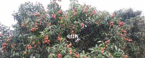 广西荔枝什么时候成熟？最佳采摘时间是什么时候？